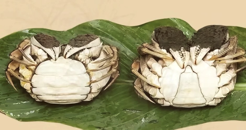 母蟹圆脐与公蟹尖脐