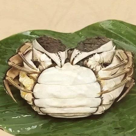 母蟹圆脐，腹甲又圆又宽